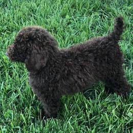 Poodle Puppies from Homegrown Standards
