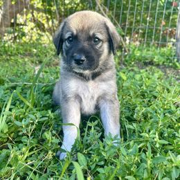Hippie - Gray fawn female Anatolian Shepherd Dog puppy in Fort Pierce, Florida from Quiet Waters