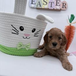 Turquoise Orion - Red  male Goldendoodle puppy in Cincinnati, Ohio from KSchott Kennels
