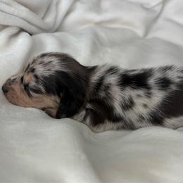 Miley - Dapple female Dachshund puppy in Tulare, California from Dreamy Creamies