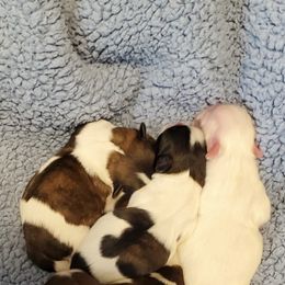 Shih Tzu Puppies from Furever Hometown Shih Tzu