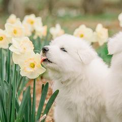 Berger Blanc Suisses from Edelweiss Berger Blanc Suisse