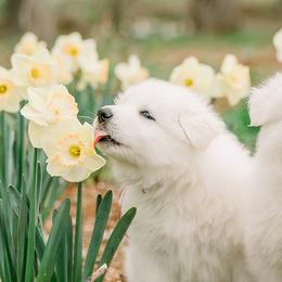 Berger Blanc Suisses from Edelweiss Berger Blanc Suisse