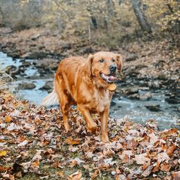Charlie - Golden Retriever