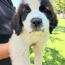 Ruegger - Brown and white male Saint Bernard puppy in Kinsman, Ohio from Coleman Saint Bernards of Ohio