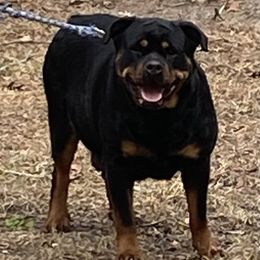 Savana - Rottweiler