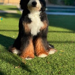 Chloe - Bernedoodle