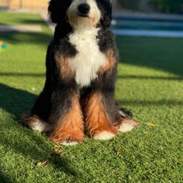 Chloe - Bernedoodle