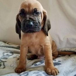 Boy 4 - Red male Bloodhound puppy in Paoli, Indiana from Houndsarunning Bloodhounds