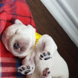 Labrador Retriever Puppies from A.L. English Labradors