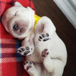 Labrador Retriever Puppies from A.L. English Labradors