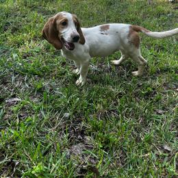 Basset Hound puppies from Haus's Hound Town