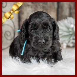 Sarge - Black male Cockapoo puppy in Connersville, Indiana from Deaz Doodle Ranch