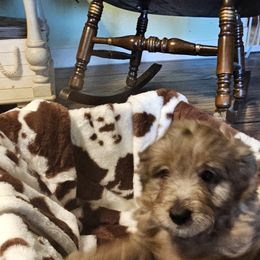 Aussiedoodle, Poodle, and Toy Australian Shepherd Puppies from Wild Farm Puppies