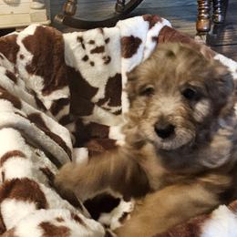 Aussiedoodle, Poodle, and Toy Australian Shepherd Puppies from Wild Farm Puppies