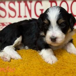 Phoebe - Tri-color female Bernedoodle puppy in Henry, Illinois from Rowe Farms Doodles