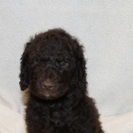 Poodle Puppies from Standard Poodles of Forest Lakes