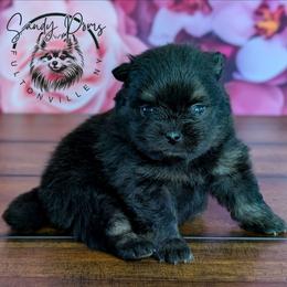 Bryson - Black and tan male Pomeranian puppy in Fultonville, New York from Sandy Aussies & Pomeranians