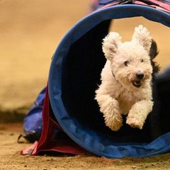 Pumi All Grown Up from MayaLu Dogs