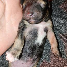Gingerbread - Brindle and white male Shihpoo puppy in Hertford, North Carolina from Heaven Sent Shihpoo's