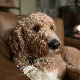 Hudson - Poodle