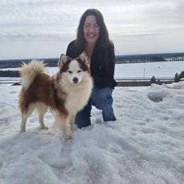 Koda - Pomsky