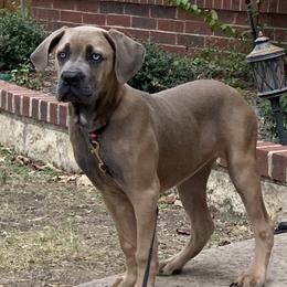 Girl 2 - female Cane Corso puppy in Allen, Texas from Angel's Dragons