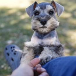 Miniature Schnauzer Puppies from Snowflake Schnauzers
