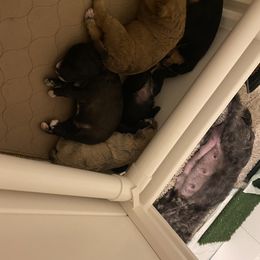 Schnoodle Puppies from Noodle Tings Puppies