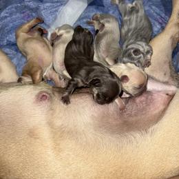 Chocolate Boy - Tricolors male French Bulldog puppy in Piedmont, Oklahoma from 5A Frenchies