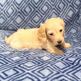Cream Male Long Soft Wire Blue Collar - Cream male Dachshund puppy in Cleveland, Tennessee from Kelly's Doxie Farm