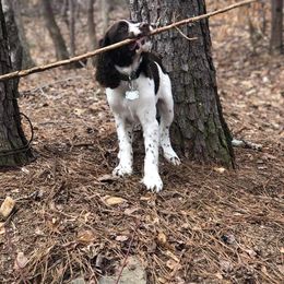 English Springer Spaniel Puppies from South Fork Springers