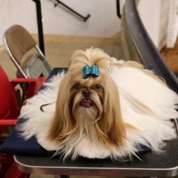 Shih Tzu All Grown Up from Shih tzu Factory