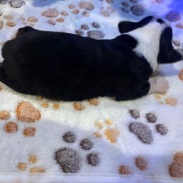 Hazel - Black tri female Toy Australian Shepherd puppy in Princeton, Louisiana from Legacy Hill Aussies