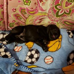 Miniature Schnauzer Puppies from Starbound Miniture Schnauzer's