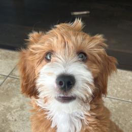 Goldendoodle All Grown Up from Goldendoodle AZ