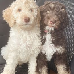 Aussiedoodle, Bordoodle, Goldendoodle, and Poodle Puppies from Calena’s Doodle Pups