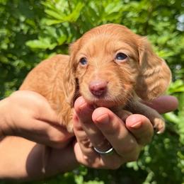 Akc Daisy - Red female Dachshund puppy in Tampa, Florida from Sunkissed Doxies