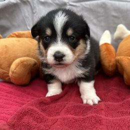 Pembroke Welsh Corgi Puppies from Reigning Corgis