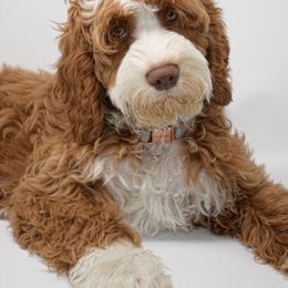 Australian Labradoodle, Bernedoodle, and Goldendoodle All Grown Up from Silver Creek Doodles