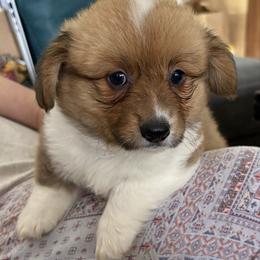 Full Fluff Girl 3 - Red female Pembroke Welsh Corgi puppy in Mountain View, Hawaii from Celtic Corgis
