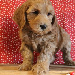 Nickel  green collar - Red male Australian Labradoodle puppy in Provo, Utah from EllsWORTH Labradoodles LLC