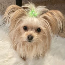 Gretel - Mi-Ki