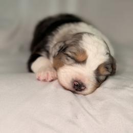 Australian Shepherd Puppies from Hannah Taylor