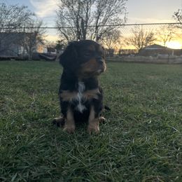 Cavalier King Charles Spaniel Puppies from Red Desert Cavalier’s