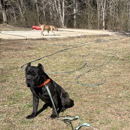 Cane Corso from Snead’s Cane Corso Kennel