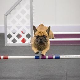 Stitch - French Bulldog