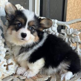 Nana fluffy (partial blue eye) - Black and tan female American Corgi puppy in East Oakdale, California from Rhettro Kennels