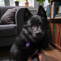Schipperke All Grown Up from Safari Schipperkes