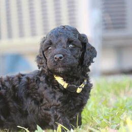 Cockapoo Puppies from JP Cockapoos LLC